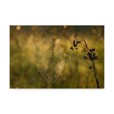 Michael Blanchette Photography 'Web Of Dew' Canvas Art,30x47